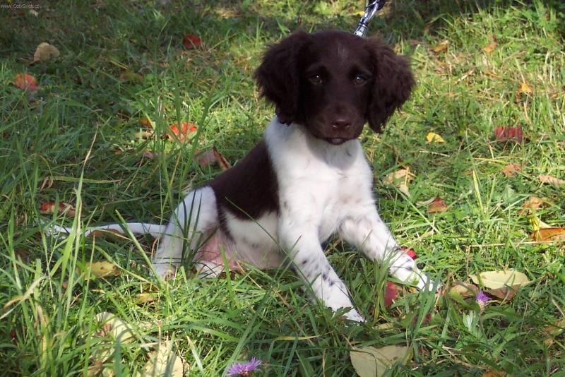 Photos: Kleiner munsterlander (Dog standard) (pictures, images)