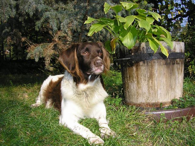 Photos: Kleiner munsterlander (Dog standard) (pictures, images)