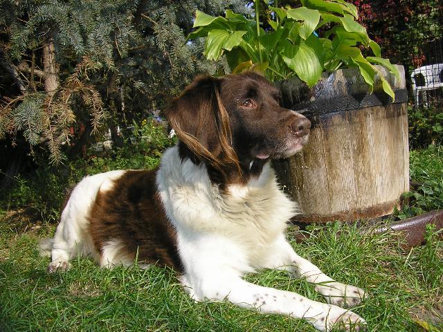 Photos: Kleiner munsterlander (Dog standard) (pictures, images)