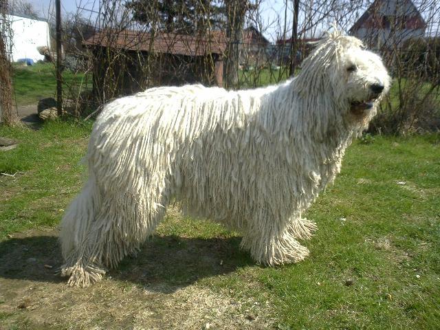 Photos: Komondor (Dog standard) (pictures, images)