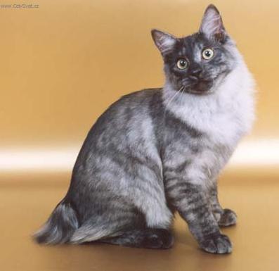 Photos: Kurilean bobtail shorthair (cat) (pictures, images)