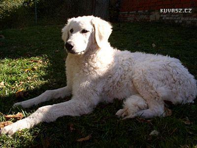 Photos: Kuvasz (Dog standard) (pictures, images)