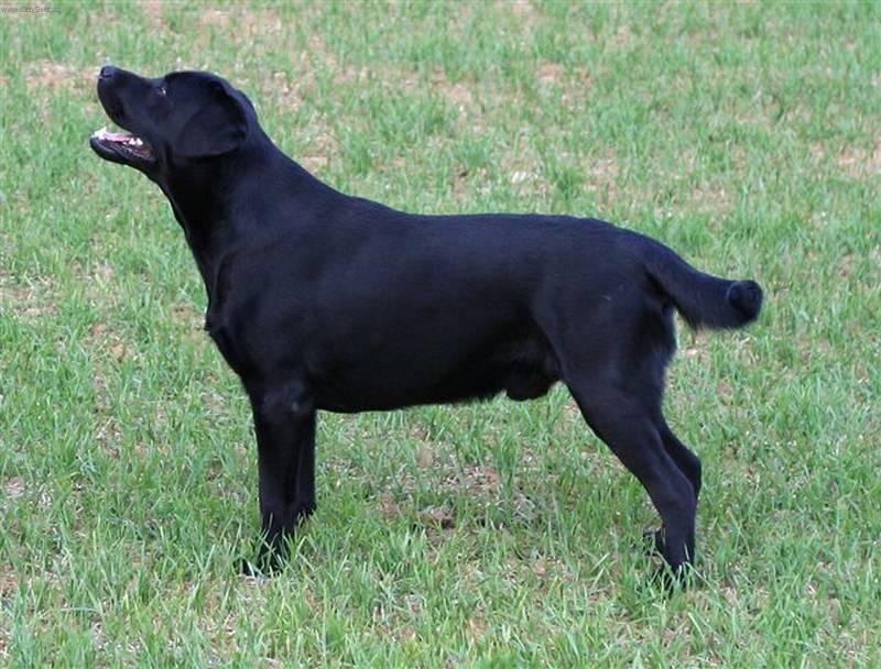 Photos: Labrador retriever (Dog standard) (pictures, images)