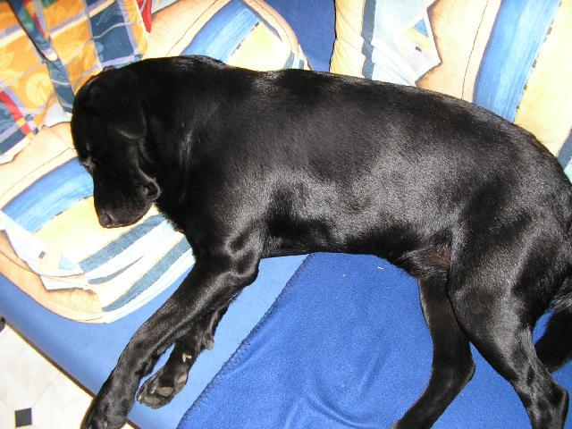 Photos: Labrador retriever (Dog standard) (pictures, images)