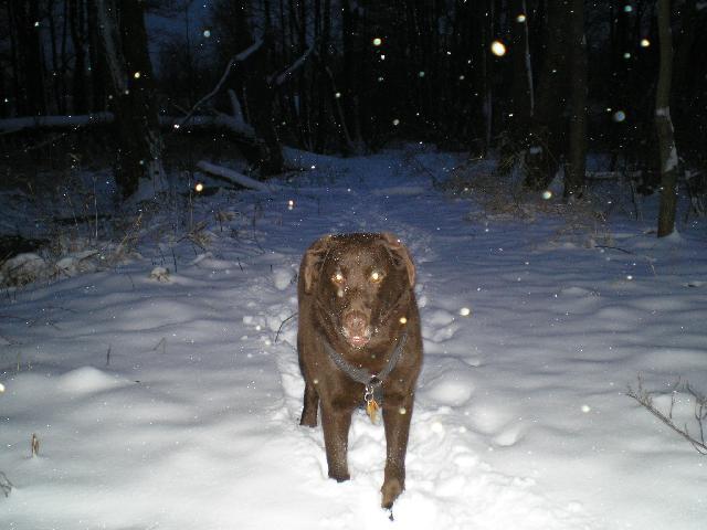 Photos: Labrador retriever (Dog standard) (pictures, images)