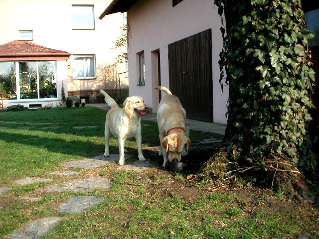 Photos: Labrador retriever (Dog standard) (pictures, images)