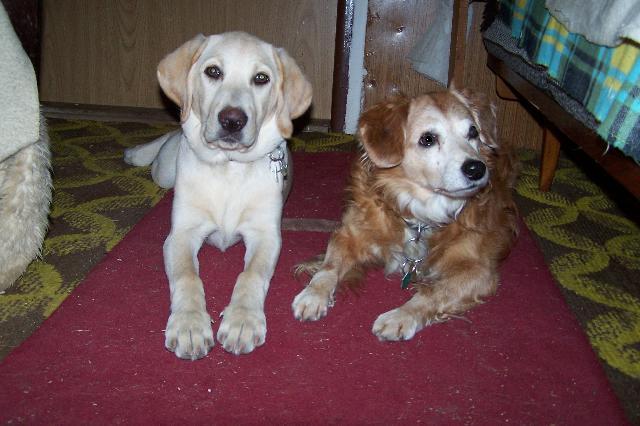 Photos: Labrador retriever (Dog standard) (pictures, images)