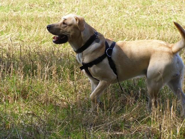 Photos: Labrador retriever (Dog standard) (pictures, images)