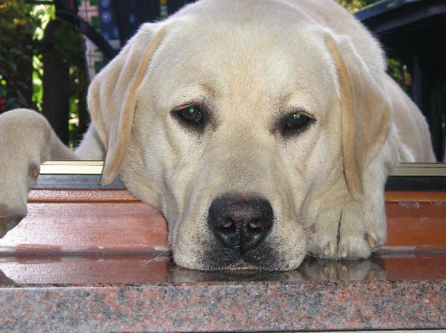 Photos: Labrador retriever (Dog standard) (pictures, images)