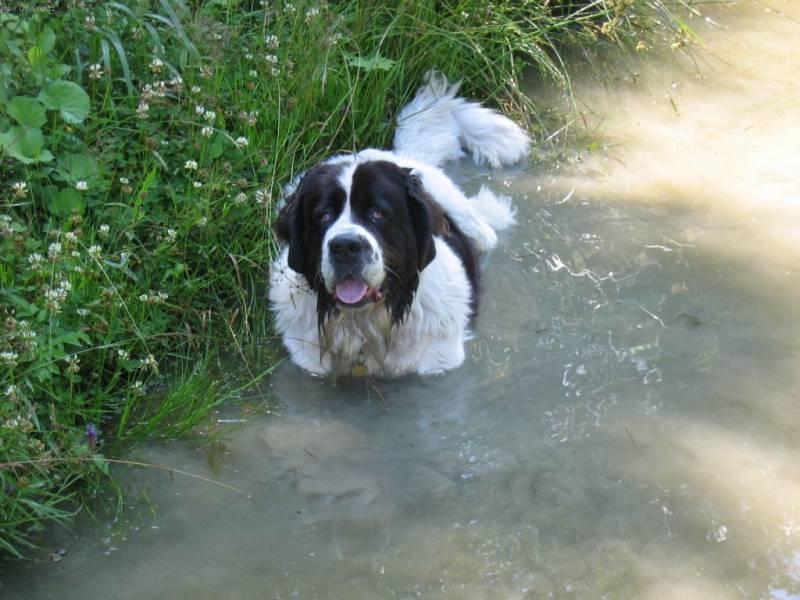 Photos: Landseer (Dog standard) (pictures, images)