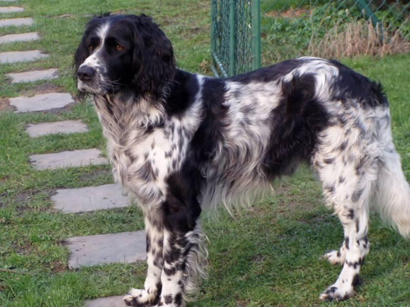 Photos: Large munsterlander (Dog standard) (pictures, images)