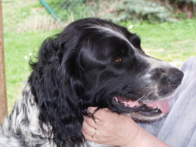 Photos: Large munsterlander (Dog standard) (pictures, images)