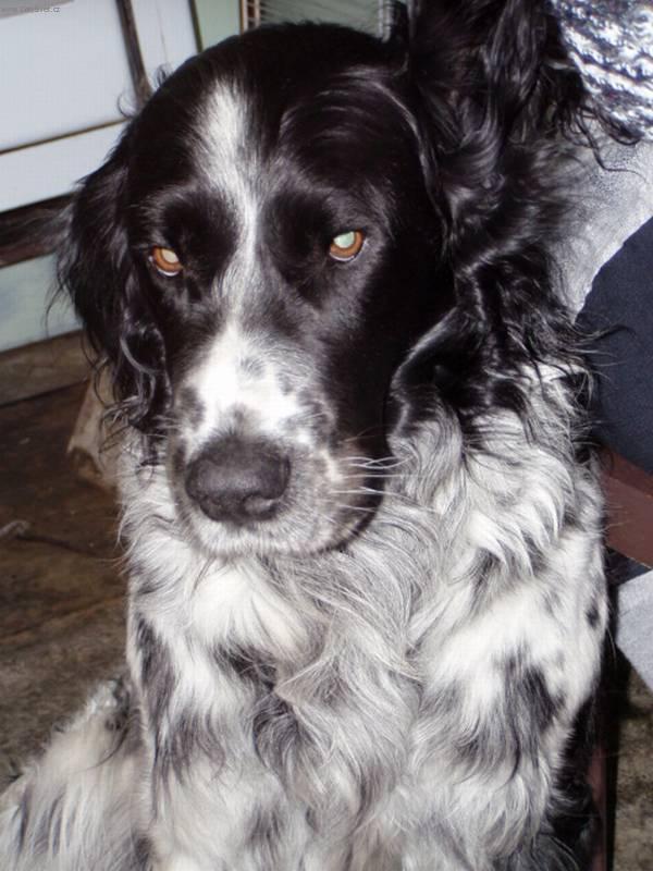 Photos: Large munsterlander (Dog standard) (pictures, images)