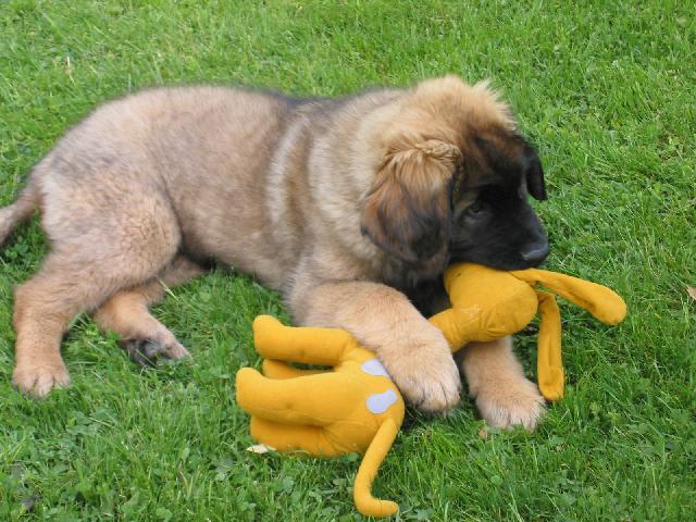 Photos: Leonberger (Dog standard) (pictures, images)