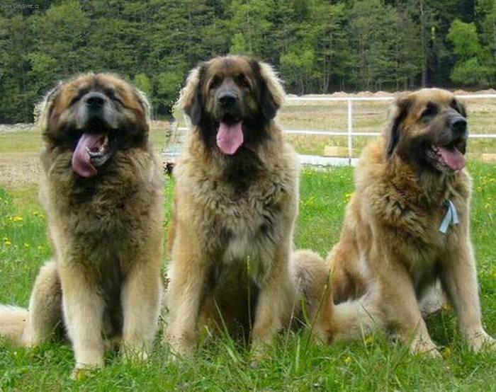 Photos: Leonberger (Dog standard) (pictures, images)