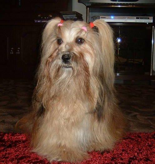 Photos: Lhasa apso (Dog standard) (pictures, images)