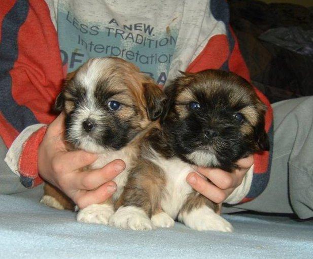 Photos: Lhasa apso (Dog standard) (pictures, images)