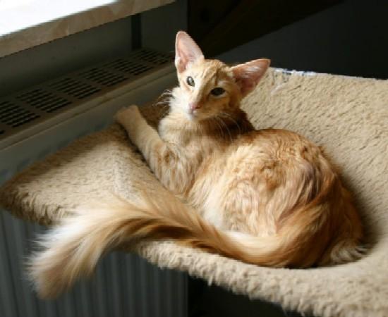 Photos: Longhair Oriental (Cat) (pictures, images)