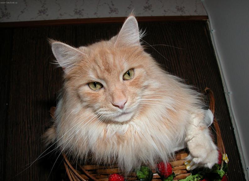 maine coon cat. Maine coon (cat) (Maine Coon)