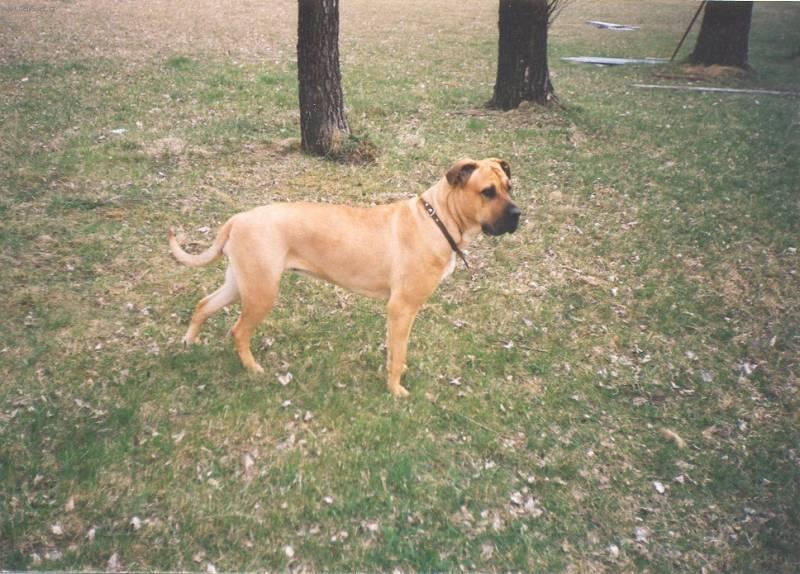 Photos: Mallorca mastiff (Dog standard) (pictures, images)
