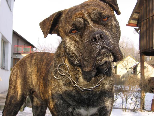 Photos: Mallorca mastiff (Dog standard) (pictures, images)