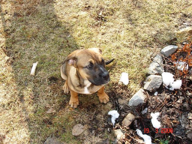 Photos: Mallorca mastiff (Dog standard) (pictures, images)