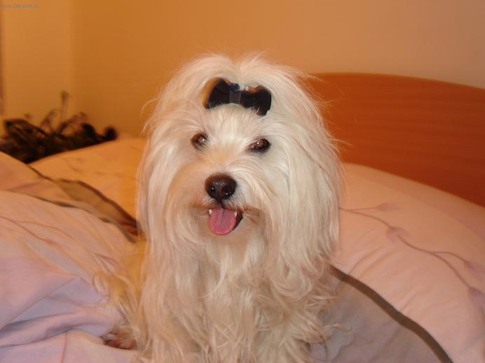 Photos: Maltese (Dog standard) (pictures, images)