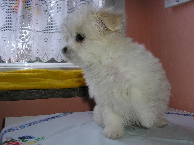 Photos: Maltese (Dog standard) (pictures, images)
