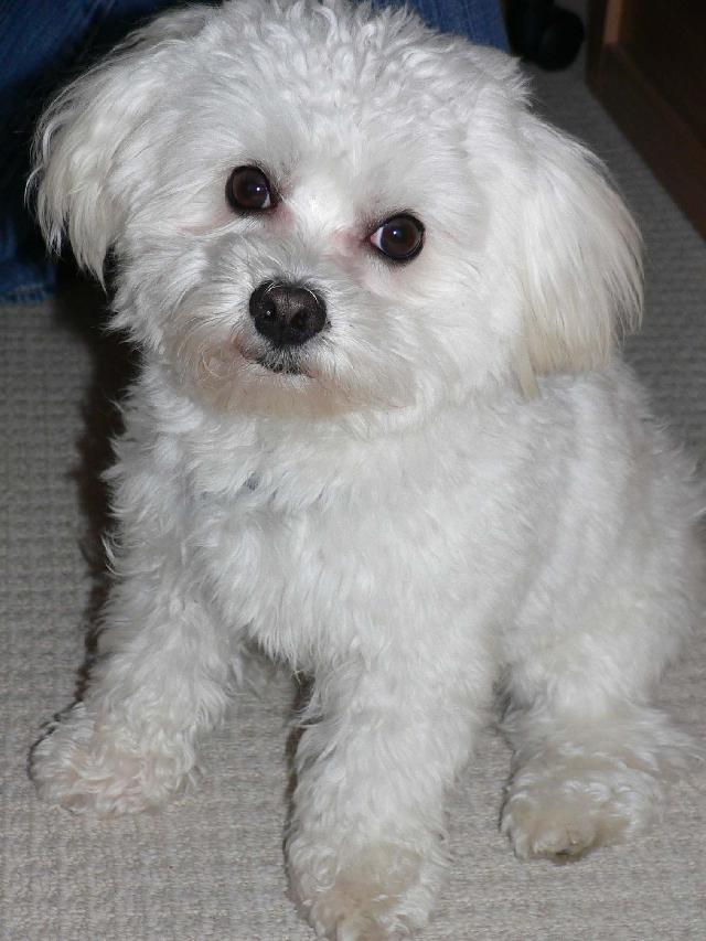 Photos: Maltese (Dog standard) (pictures, images)