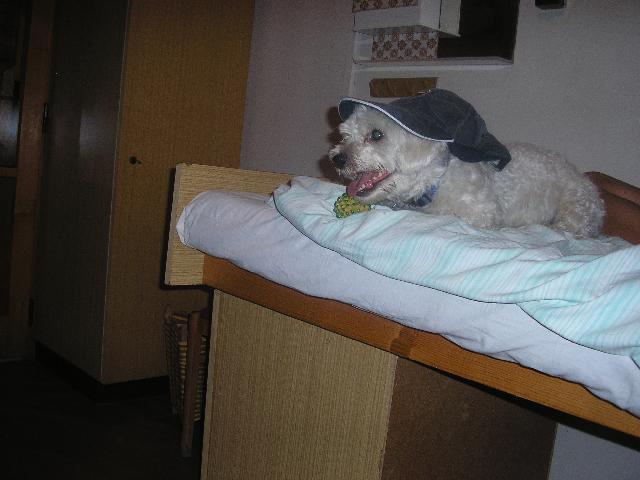 Photos: Maltese (Dog standard) (pictures, images)
