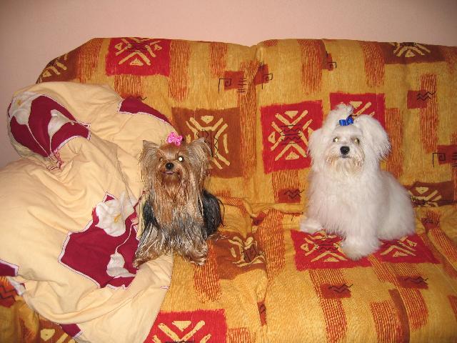 Photos: Maltese (Dog standard) (pictures, images)