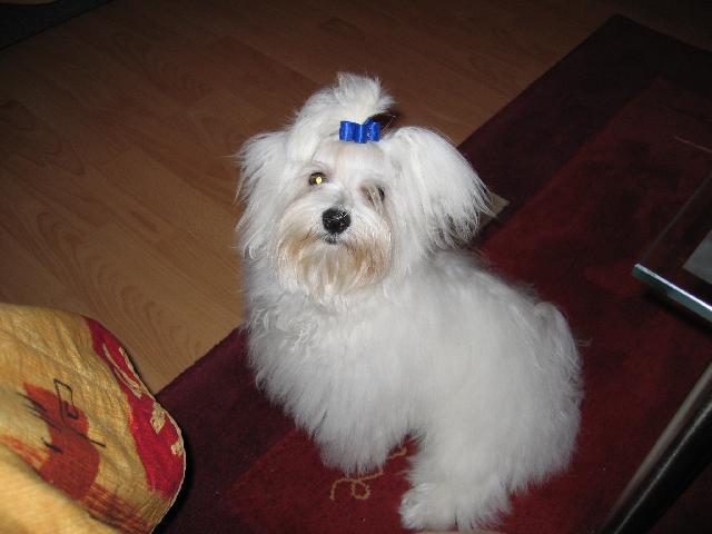 Photos: Maltese (Dog standard) (pictures, images)