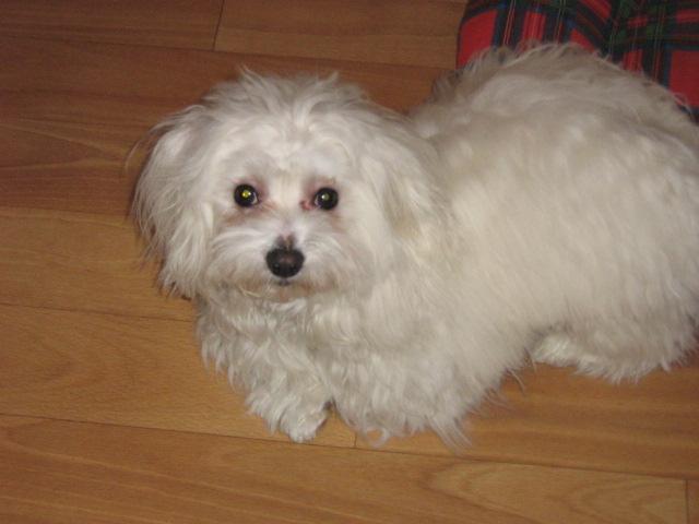 Photos: Maltese (Dog standard) (pictures, images)