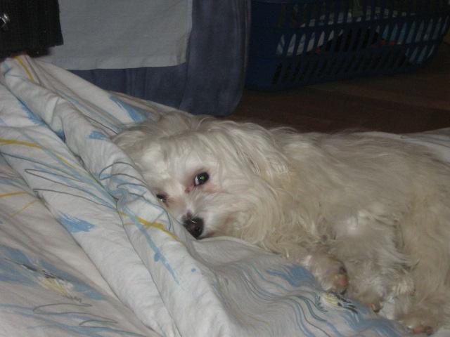 Photos: Maltese (Dog standard) (pictures, images)