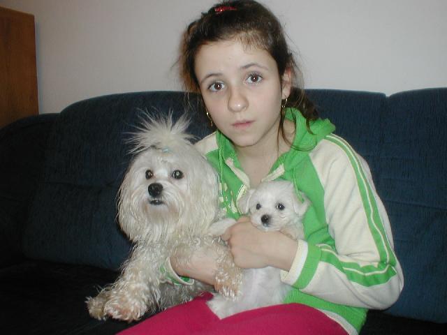 Photos: Maltese (Dog standard) (pictures, images)