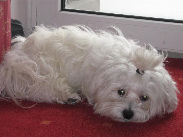 Photos: Maltese (Dog standard) (pictures, images)