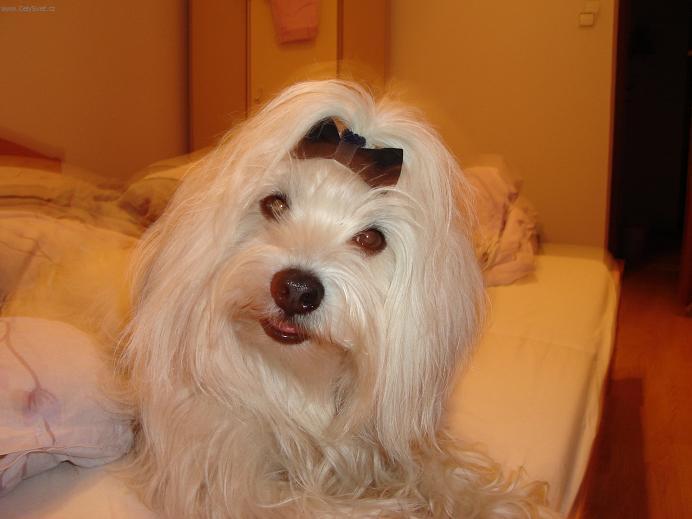 Photos: Maltese (Dog standard) (pictures, images)