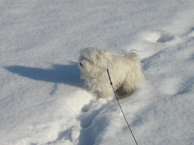 Photos: Maltese (Dog standard) (pictures, images)