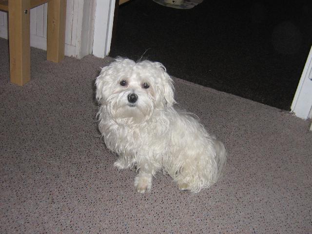 Photos: Maltese (Dog standard) (pictures, images)