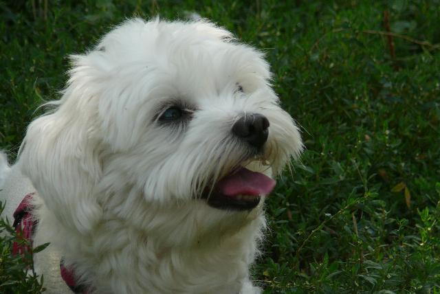 Photos: Maltese (Dog standard) (pictures, images)