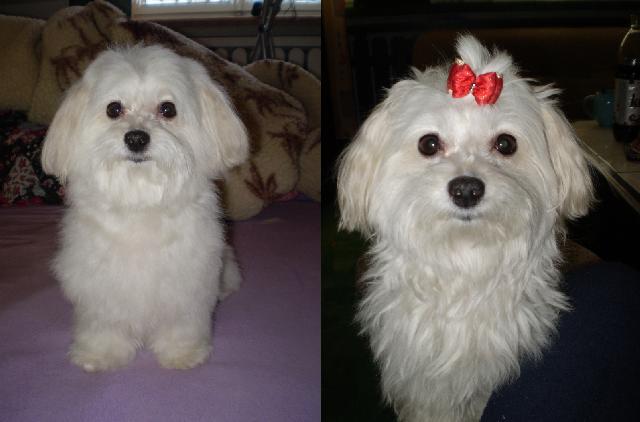 Photos: Maltese (Dog standard) (pictures, images)
