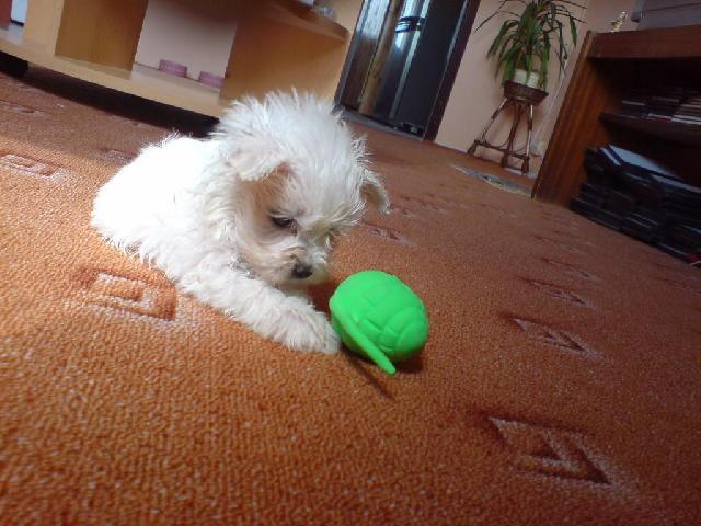 Photos: Maltese (Dog standard) (pictures, images)