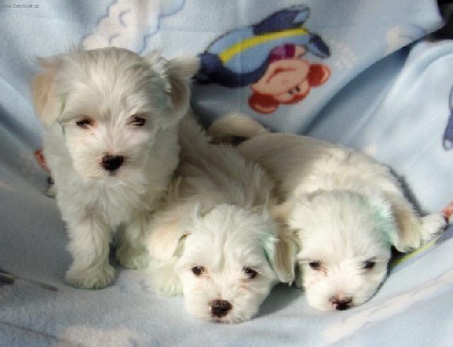 Photos: Maltese (Dog standard) (pictures, images)