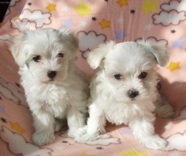 Photos: Maltese (Dog standard) (pictures, images)