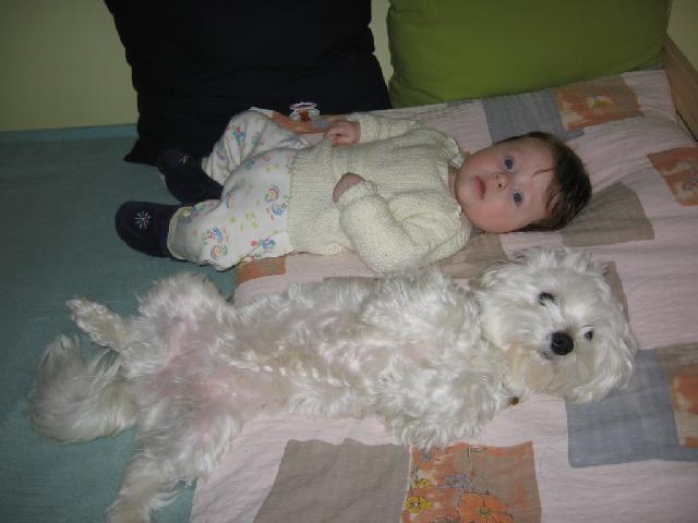 Photos: Maltese (Dog standard) (pictures, images)