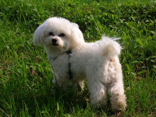 Photos: Maltese (Dog standard) (pictures, images)