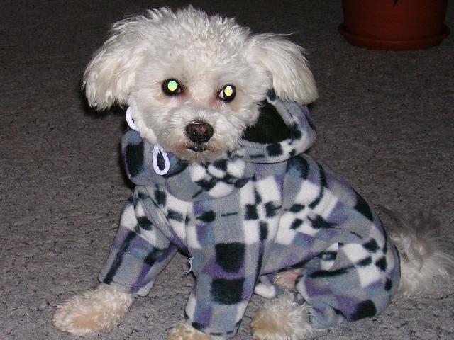 Photos: Maltese (Dog standard) (pictures, images)