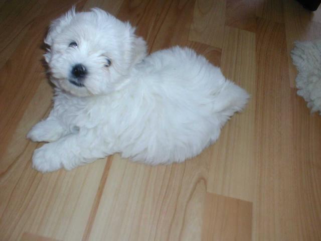 Photos: Maltese (Dog standard) (pictures, images)