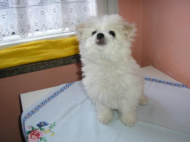 Photos: Maltese (Dog standard) (pictures, images)