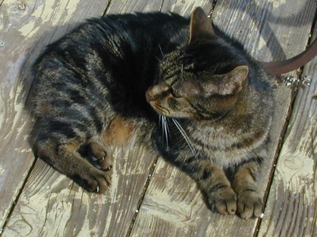 Photos: Manx (Cat) (pictures, images)